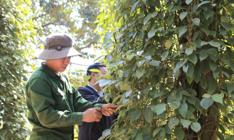 Giá tiêu hôm nay 1/7/2025: trong nước lấy lại đà tăng cao