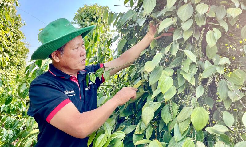 Giá tiêu hôm nay 13/5/2026: Trên đà tăng nhẹ