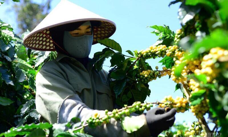 Giá cà phê hôm nay 9/9/2025: Thế giới  tăng, trong nước ổn định