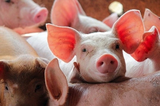 Giá heo hơi ngày 13/11/2025: Nhiều nơi xuống sát 47.000 đồng/kg