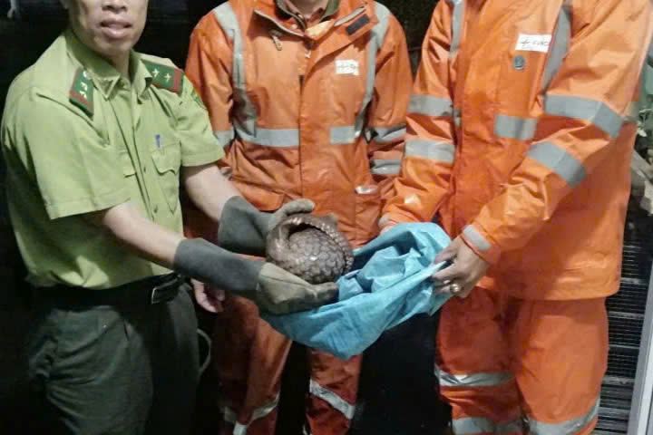 Công nhân Công ty Điện lực Huế kịp thời cứu hộ động vật quý hiếm