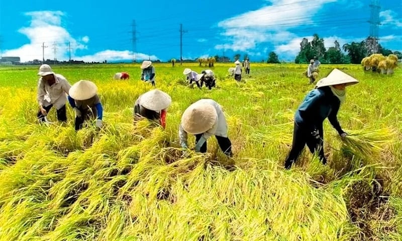 Thị trường lúa gạo: Trong nước đứng yên, quốc tế leo thang