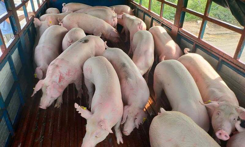 Vì sao giá heo hơi tại Tây Nguyên giảm nhẹ?
