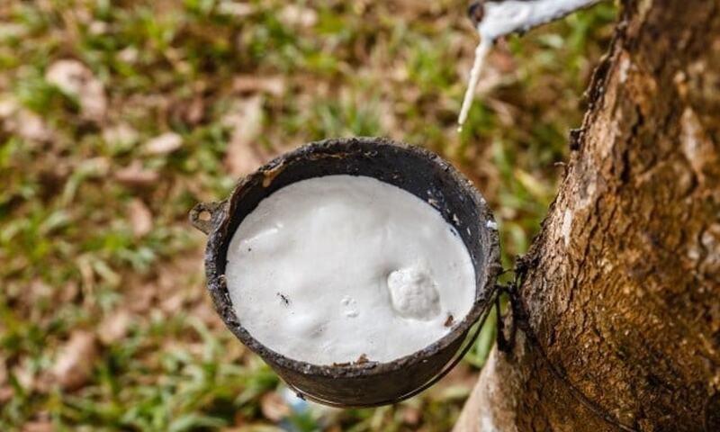 Giá cao su đồng loạt tăng, rủi ro nguồn cung vẫn đè nặng thị trường