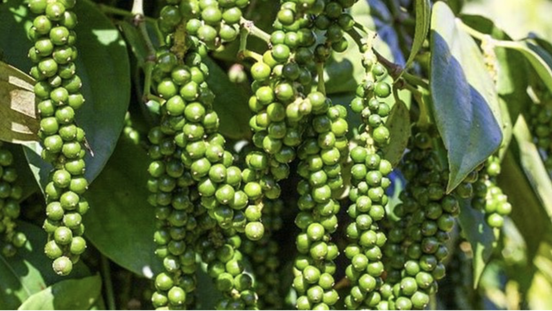 Giá tiêu hôm nay 16/3/2026: Dao động từ 142.500 - 144.500 đồng/kg