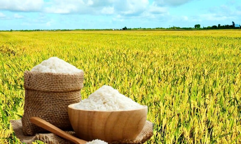 Giá lúa gạo hôm nay ngày 9/9: Gạo xuất khẩu giảm mạnh, lúa chững giá