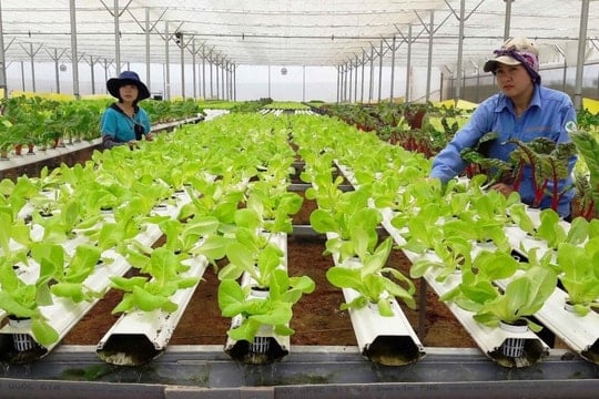 Bỏ phố về quê: Làn sóng khởi nghiệp nông nghiệp xanh đang thay đổi cuộc chơi