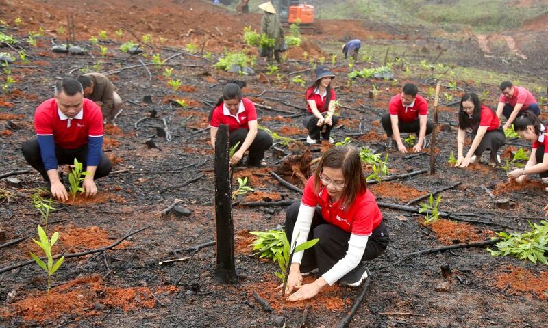 SeABank hỗ trợ trồng gần 671 nghìn cây xanh tại tỉnh Hà Tĩnh