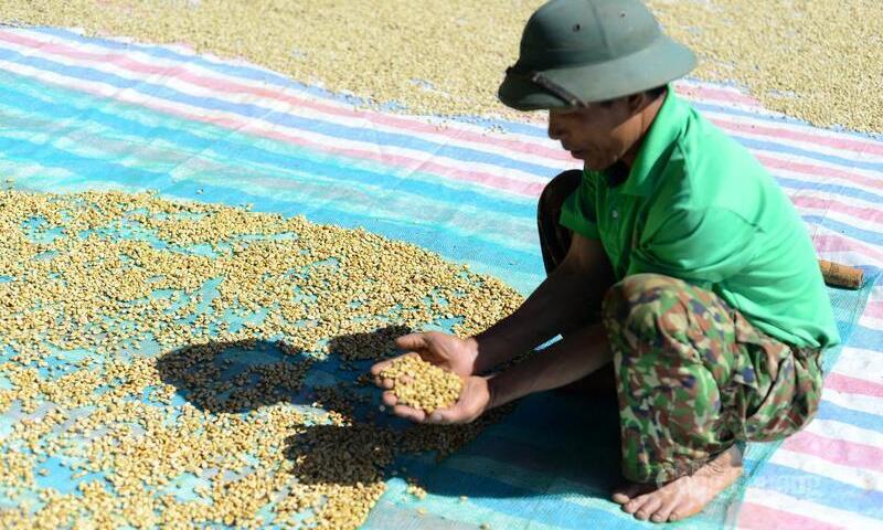 Giá cà phê hôm nay 10/9/2025: Trong nước tăng mạnh