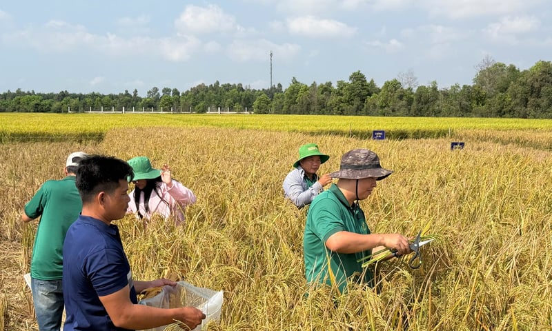 CT68 và bước nhảy năng suất: Khi lúa gạo Việt vươn tầm thế giới