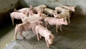 Giá heo hơi hôm nay 8/3/2026: Đi ngang