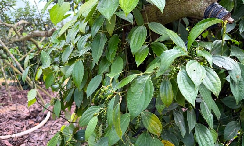 Giá tiêu hôm nay 2/4/2026: Dao động từ 138.000 - 139.000 đồng/kg