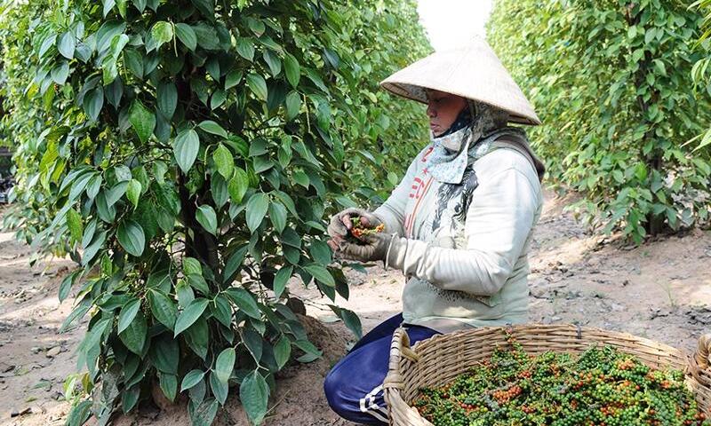 Ảnh bài viết