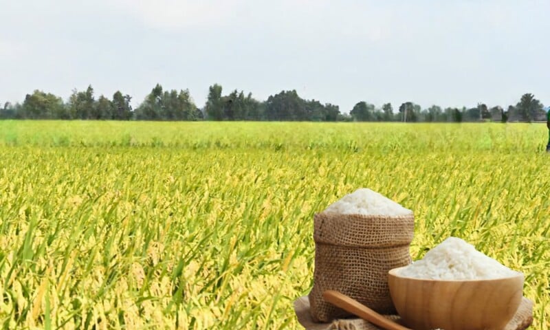 Giá lúa gạo hôm nay ngày 30/12: Giá gạo Jasmine xuất khẩu giảm 7 USD/tấn