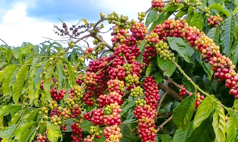 Giá cà phê hôm nay 13/3/2026: Đảo chiều tăng mạnh