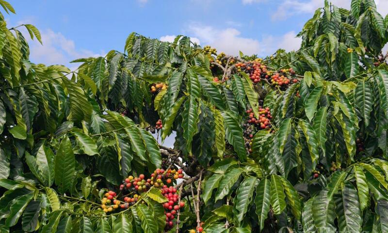 Giá cà phê hôm nay 4/4/2026: Giảm 800 - 1.000 đồng/kg