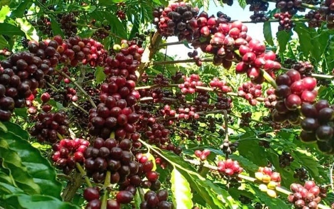 Ảnh bài viết