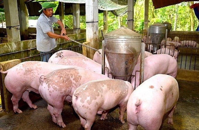 Giá heo hơi hôm nay 6/9/2025: Tiếp đà tăng giá