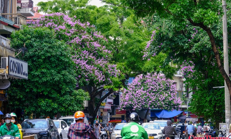 Hoa bằng lăng khoe sắc tím khắp đường phố Thủ đô