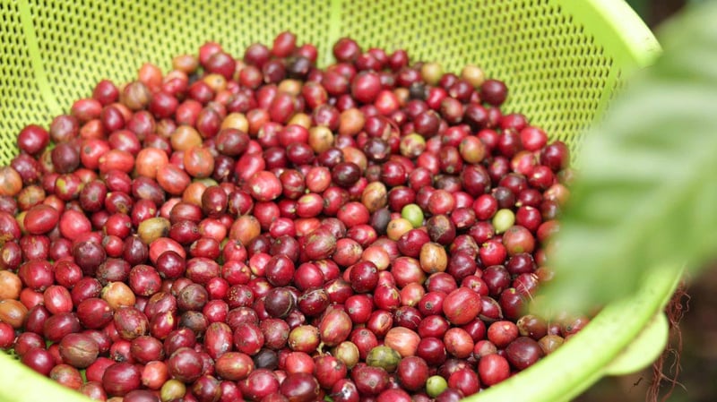 Giá cà phê hôm nay 10/4/2026: Tăng nhẹ 600 đồng/kg