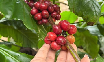 Giá cà phê hôm nay 31/12/2025: Đảo chiều tăng trở lại