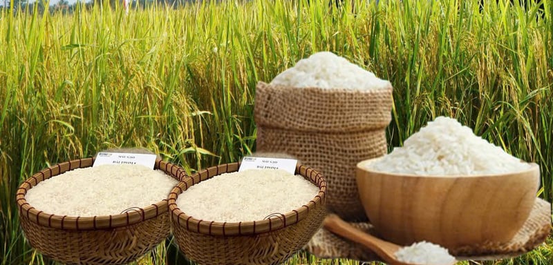 Giá lúa gạo hôm nay ngày 8/4: Lúa tươi tăng giá