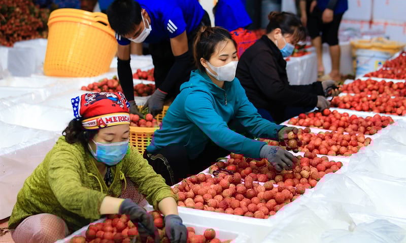 Nhóm giải pháp thực thi hiệu quả các FTA để nâng tầm công tác hội nhập