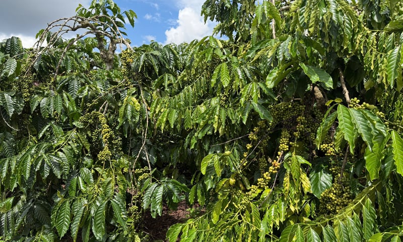 Ảnh bài viết