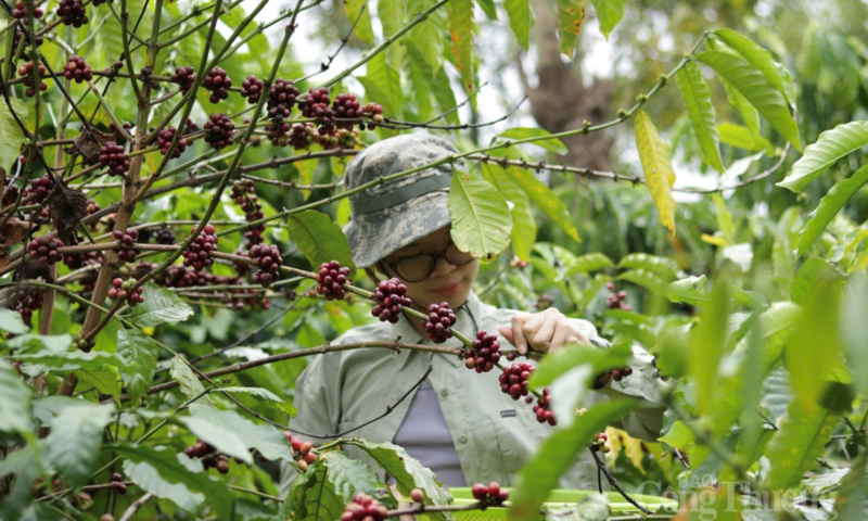 Giá cà phê hôm nay 27/4/2026: Cao nhất 88.000 đồng/kg