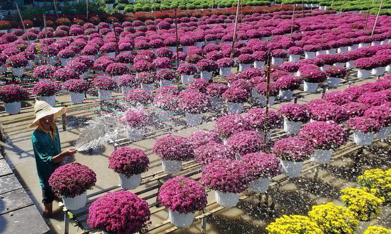 Làng hoa Sa Đéc bước vào cao điểm chăm hoa Tết 2026