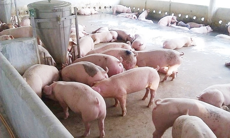 Giá heo hơi hôm nay 7/5/2026: Tăng nhẹ tại miền Bắc