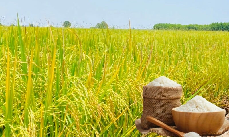 Giá lúa gạo hôm nay ngày 20/12: Gạo bình ổn, lúa tươi chững giá