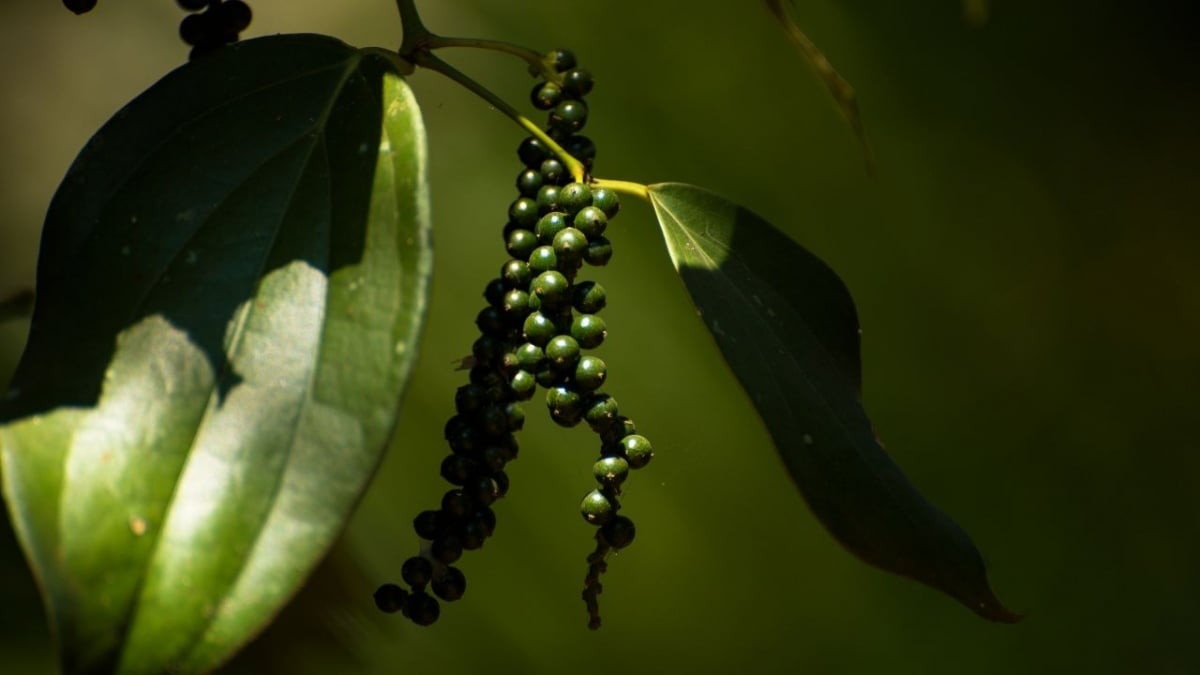 Ảnh bài viết