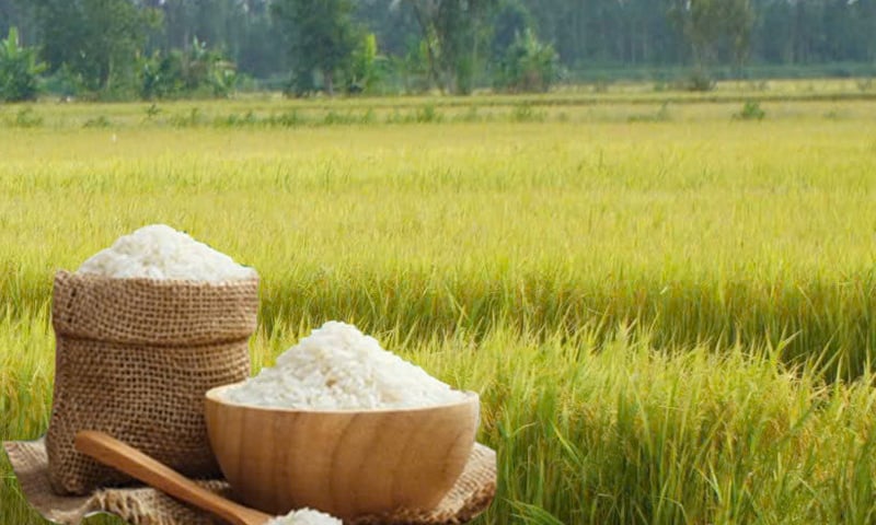 Giá lúa gạo hôm nay ngày 8/5: Gạo nguyên liệu xuất khẩu đảo chiều giảm