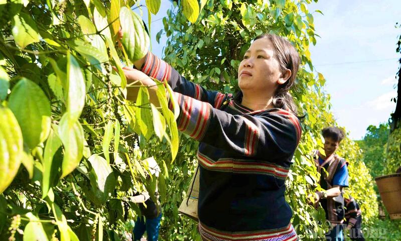 Giá tiêu hôm nay 10/5/2026: Bật tăng vài nơi