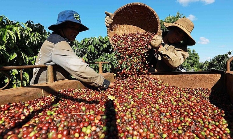Giá cà phê Robusta giảm mạnh xuống dưới mốc 4.200 USD/tấn