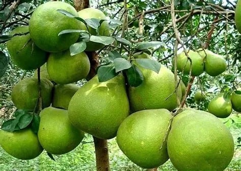 Trái bưởi Việt Nam chính thức được mở cửa vào thị trường Australia