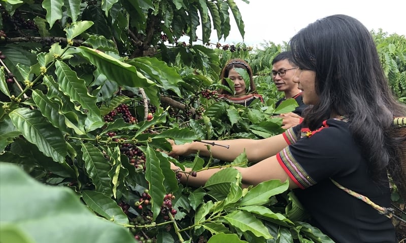 Những mặt hàng nông sản Việt lập kỷ lục mới