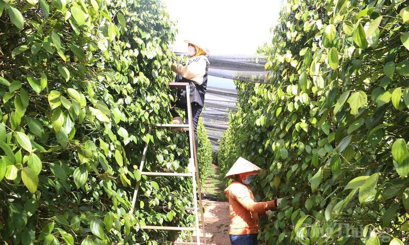 Giá tiêu hôm nay 7/5/2026: Cao nhất 144.000 đồng/kg