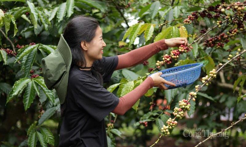 Giá cà phê hôm nay 22/01/2026: Đảo chiều giảm mạnh