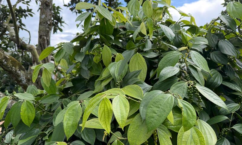 Giá tiêu hôm nay 31/3/2026: Bật tăng từ 500 - 1.000 đồng/kg