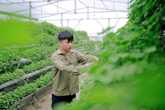 Từng thất bại gần như “trắng tay”, chàng trai 9X làm lại với rau mọc dại đầy đồng, thu nhập chục triệu/tháng