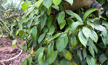 Giá tiêu hôm nay 25/2/2026: Giảm nhiều nơi