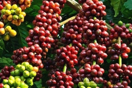 Ảnh bài viết
