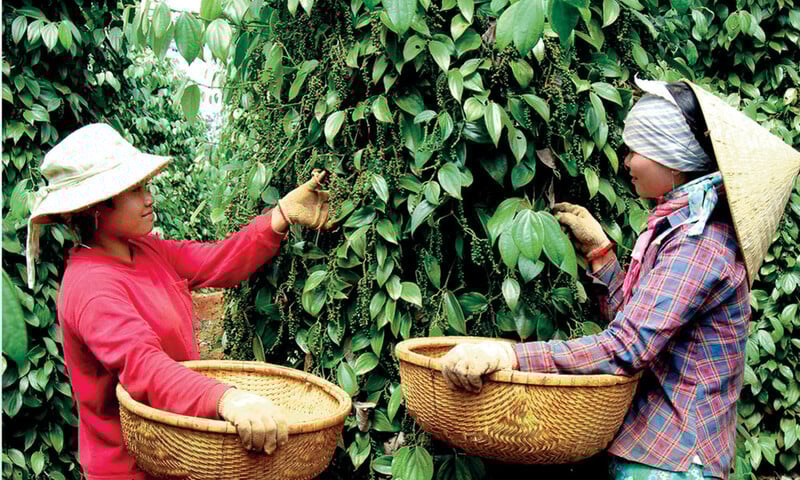 Ảnh bài viết