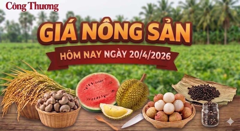 Giá nông sản hôm nay 20/4/2026: Nhiều hàng vào mùa, được giá
