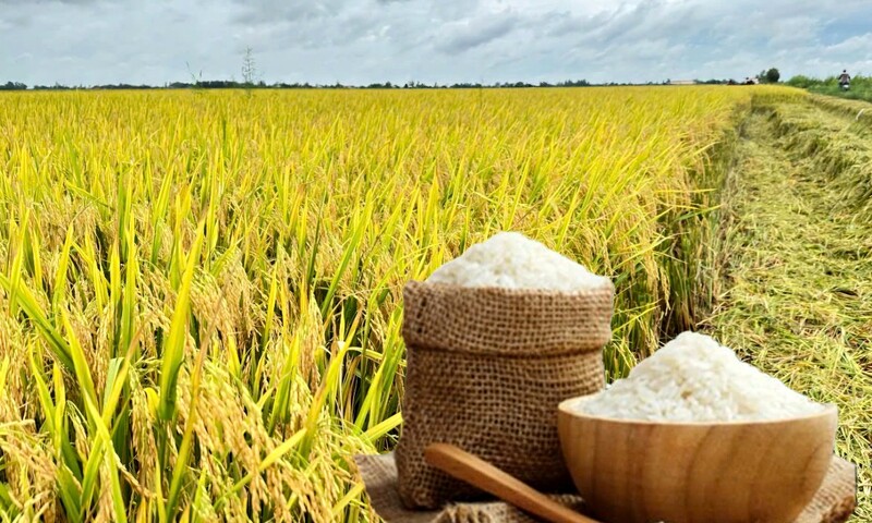 Giá lúa gạo hôm nay ngày 4/12: Gạo xuất khẩu giảm, lúa tươi chững giá