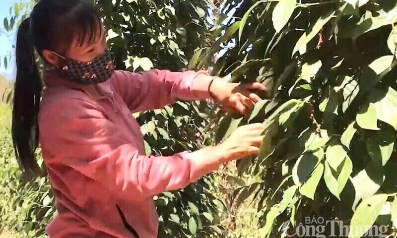 Giá tiêu hôm nay 15/9/2025: Duy trì ổn định
