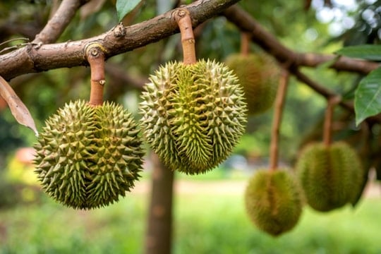 Giá sầu riêng hôm nay 19/11: Nhiều nơi giảm mạnh đến hơn 30.000 đồng/kg