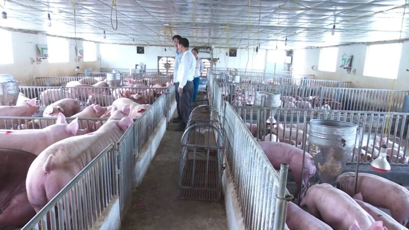 Giá heo hơi có bị tác động bởi xu hướng chăn nuôi sinh học?